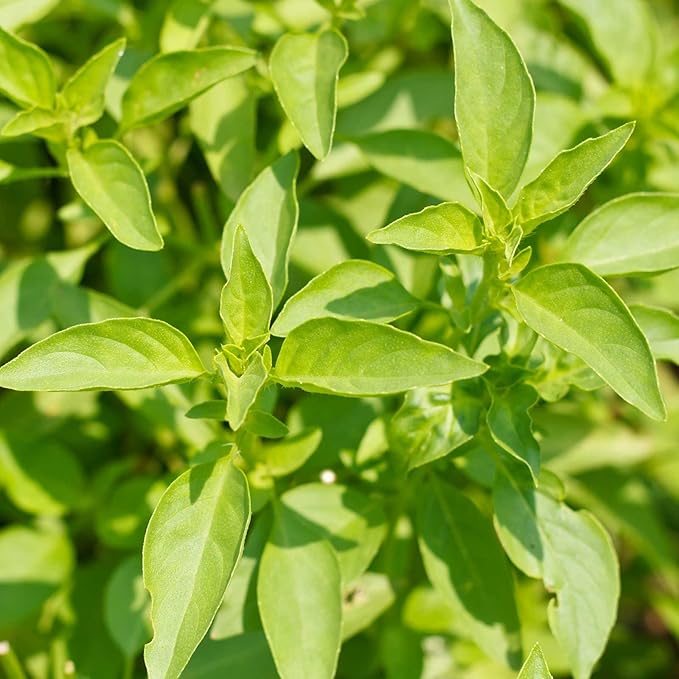 Lemon Basil Herb Garden Seeds - 1.5 Gram Packet - Non-GMO, Heirloom, Culinary Gardening Seeds - Annual - Ocimum basilicum - Microgreens
