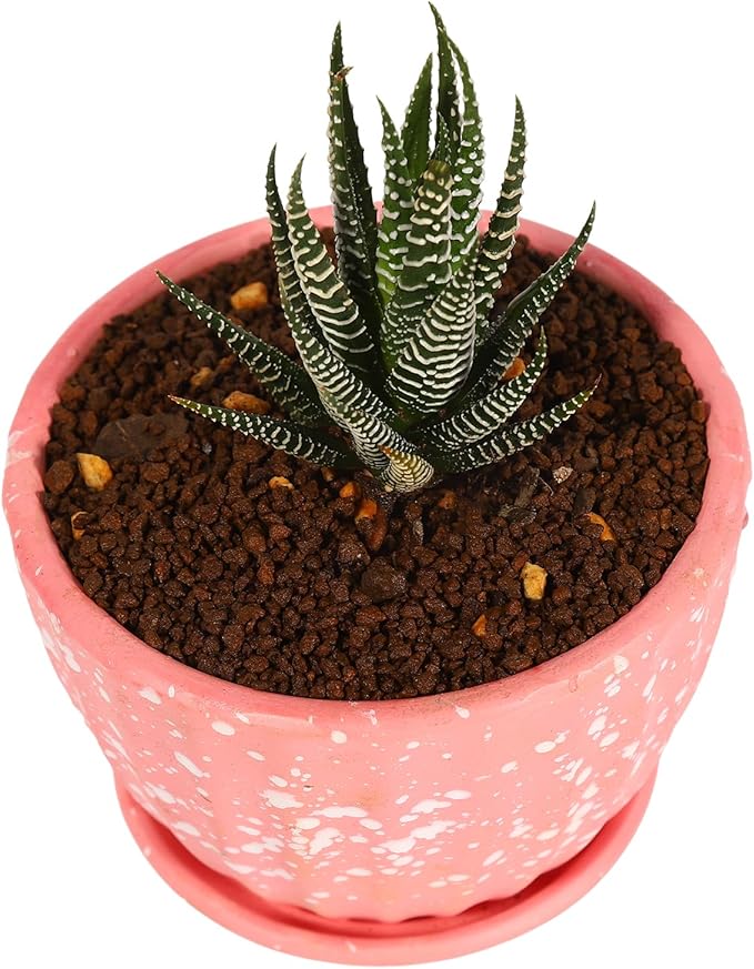 Japanese Super Hard Akadama Bonsai Soil - Extra Small Grain (2-4mm), 4 lb (2.4 QT) | Premium Volcanic Clay Medium for Cuttings, Seedling Cultivation & Fine-Rooted Bonsai