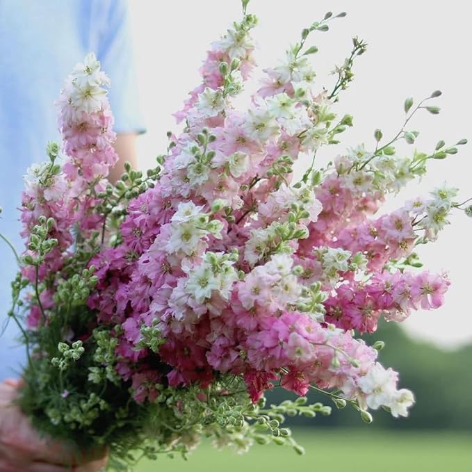 Todd's Seeds - Larkspur Giant Imperial Mix Seed - 2g Seed Packet - Beautiful White Flowers, Purple Flowers, & Pink Flowers