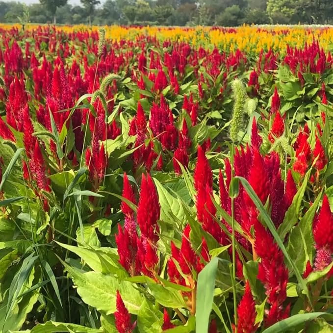 Mixrug Mix Cockscomb Seeds for Planting, 100pcs Rare Perennial Flame Celosia Flower Seeds Plants, Non-GMO Heirloom Open Pollinated Beauty Flowers Home Garden for Outdoors