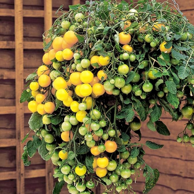 Seeds Vegetable Indoor Tomato Yellow Dwarf - 25 Seeds
