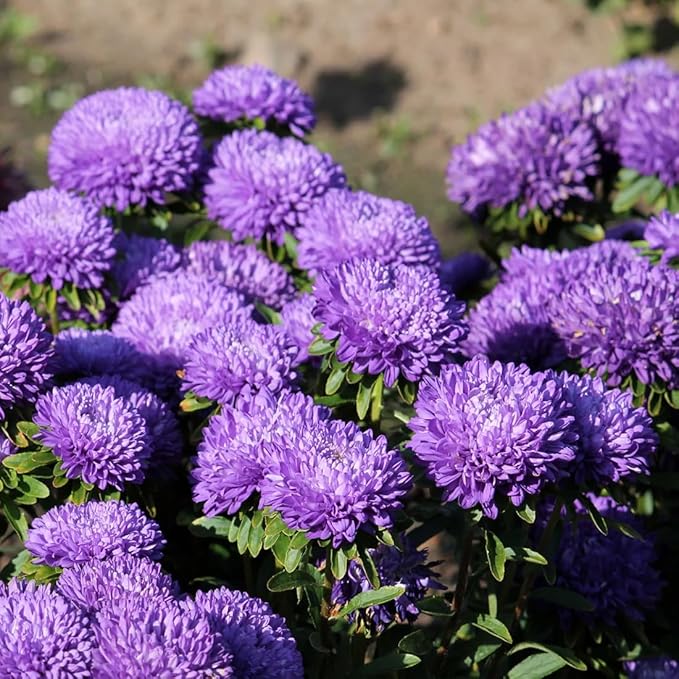 50pcs Purple Aster Flowers Seeds Gremlin Lavender Tall Double Heirloom Flower Easy to Plant Non-GM