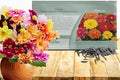 Outsidepride Unwin Bedding Dahlia Seeds for Planting - 500 Pcs Annual, Easy to Grow, Season-Long Flower Seeds with Colorful Blooms for Containers, Pots, Borders, & Gardens, Suitable as Cut Flower