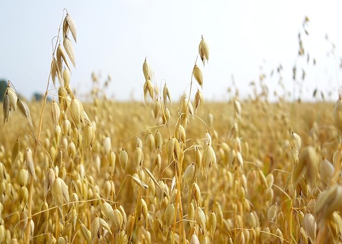 Oats Seeds for Planting - Non-GMO (8 Pounds)