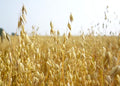 Oats Seeds for Planting - Non-GMO (2 Pounds)