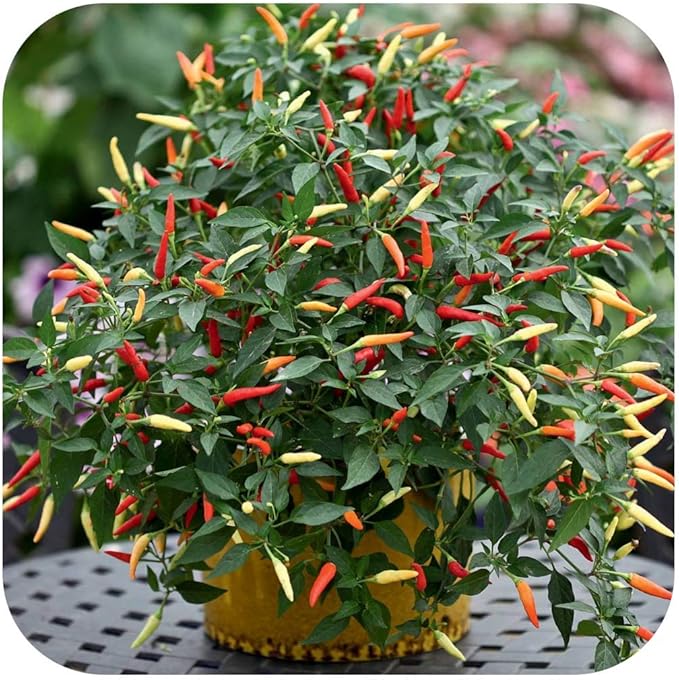 Seeds Vegetable Ornamental Chili Pepper Mix Decorative Rainbow Plant - 30 Seeds