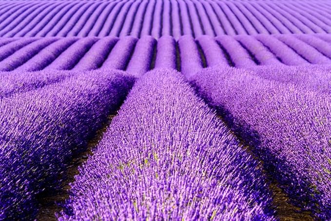 True Lavender English Herb Garden Seed for Planting (5,000 Seeds)