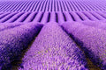 True Lavender English Herb Garden Seed for Planting (10,000 Seeds)