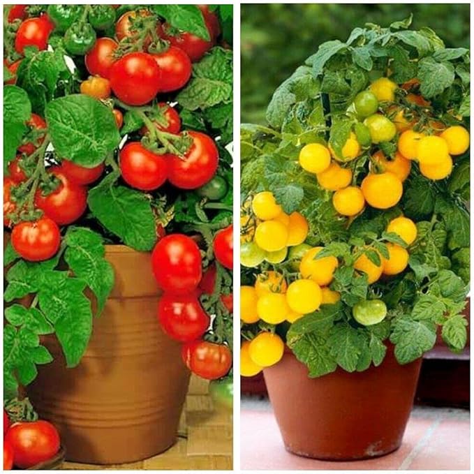 MOCCUROD 100 Seeds Indoor Cherry Tomato Dwarf Red and Yellow Tomato Rare Vegetable Heirloom Seeds