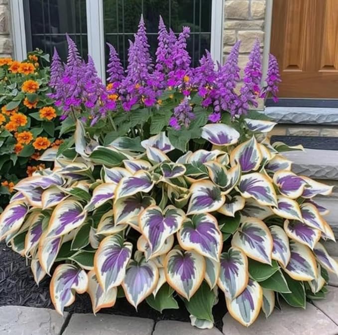 50 Hosta Plant Seeds Hosta Elegans Plantaginea Garden Perennial Flower Seeds Heirloom