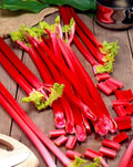 Rhubarb Seeds 50+ Seeds Garden Rhubarb Rheum Rhabarbarum Garden Vegetables Seeds