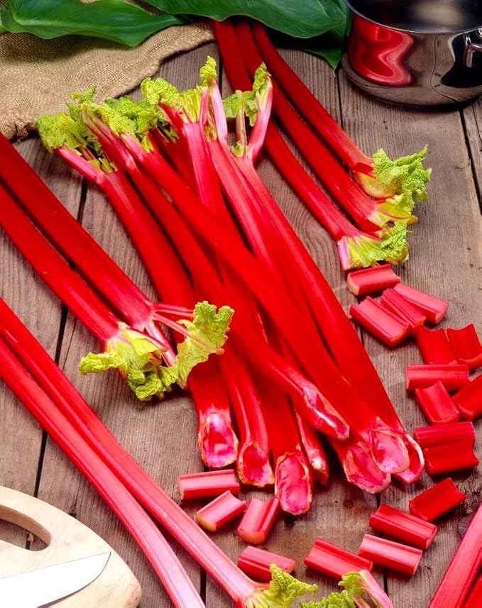 Rhubarb Seeds 50+ Seeds Garden Rhubarb Rheum Rhabarbarum Garden Vegetables Seeds