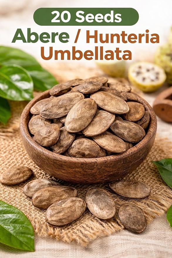 Hunteria Umbellata Seeds (Abere) – 20 Premium African Medicinal Plant Seeds – Natural Herbal Tree Seeds for Home Gardening & Traditional Use