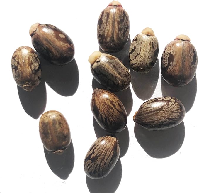 Castor Plant Seeds (Ricinus communis) 30 Seeds (6 Grams) - Mole Plant, African Wonder Tree, Mole Bean Plant by Smoke Camp Crafts