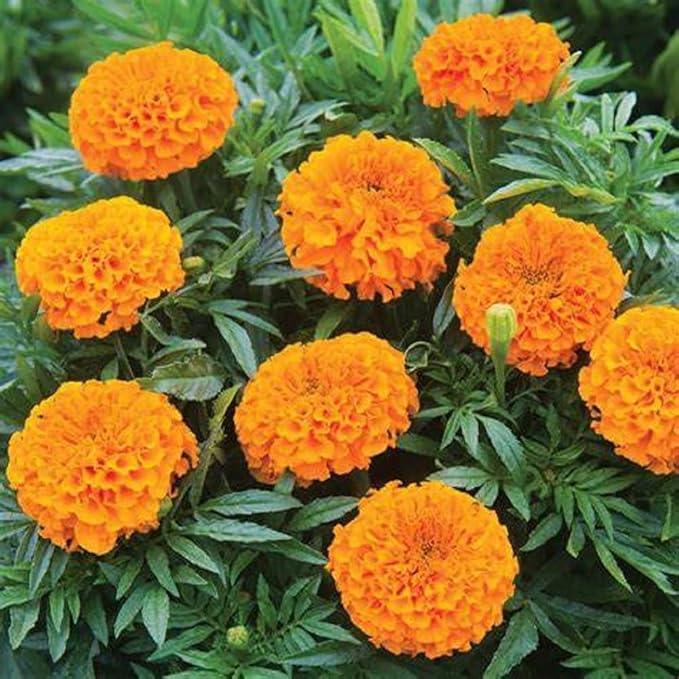 African Marigold Discovery Seeds - Vibrant and Easy-to-Grow Garden Blooms - 100+ Seeds. Produce Large, Eye-catching Flowers in a Spectrum of Colors Including Yellow, Orange.
