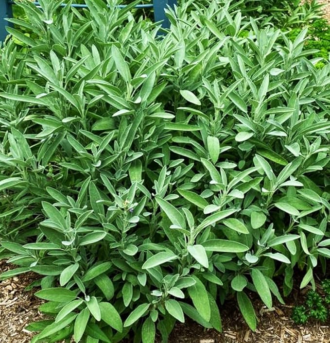 75 pcs Purple Sage Seeds for Planting Broad Leaved Herbs - Non-GMO Heirloom Culinary Perennial Garden Indoors or Outdoors