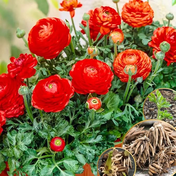 30 Ranunculus Bulbs for Planting, Ranunculus Corms, Butterfly Ranunculus Flowers Bulbs, Peony Buttercup Ranunculus for Spring Fall (Red Ranunculus)