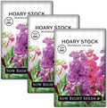 Sow Right Seeds - Hoary Dwarf Mix Stock Seeds for Planting - Non-GMO Heirloom Packet with Instructions to Plant an Outdoor Cottage Garden - Sweet Scented Double Flowers for Patios & Containers (3)