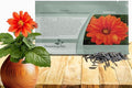 Outsidepride Opera Orange Dahlia Seeds for Planting - 200 Pcs Annual, Easy to Grow, Season-Long Flower Seeds with Colorful Blooms for Containers, Pots, Borders, & Gardens, Suitable as Cut Flower