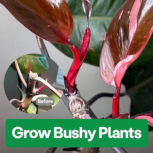 Noot 'Keep House Plants Alive' Bio-Organic Plant Food Liquid Fertilizer, Makes 3.5 Gallons, Root Boosting Mycorrhizae, Fast Growth for Monstera, Aroid, Succulent, Orchid - Use Every Watering (1 Vial)