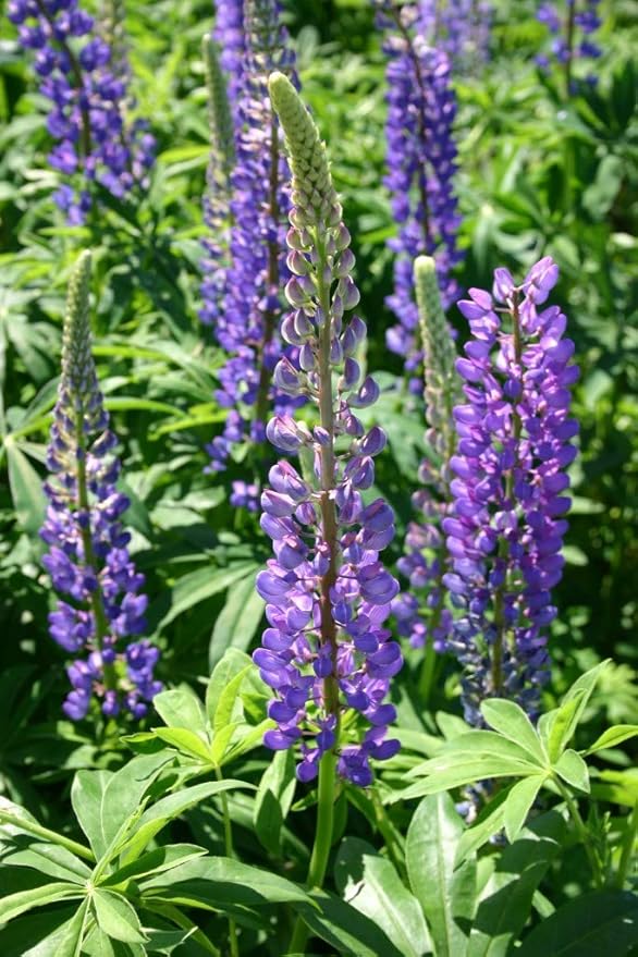 Non GMO Bulk Perennial Lupine Flower Seed (1/2 Lb)