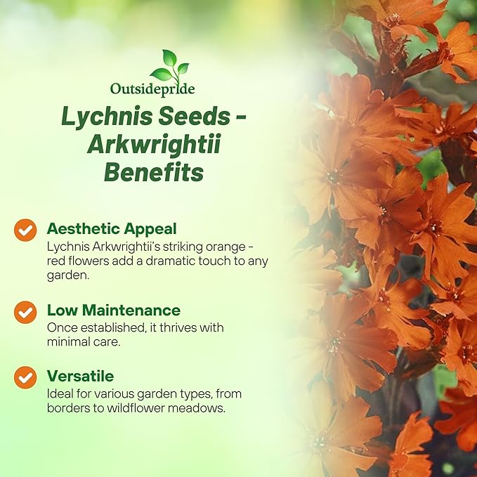 Outsidepride Arkwrightii Lychnis Seeds - 2000 Pcs Perennial Flower Seeds with Long Blooming Season & Attractive to Pollinators, Easy to Propagate for Borders, Containers, or Cottage Gardens