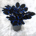 199+ Hosta Flower Seeds for Planting - Non-GMO Heirloom Perennial, Perfect for Shaded Gardens, Low Maintenance & Long Blooming Plants