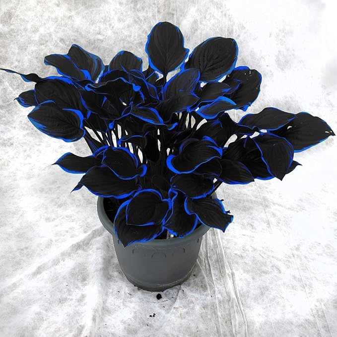 199+ Hosta Flower Seeds for Planting - Non-GMO Heirloom Perennial, Perfect for Shaded Gardens, Low Maintenance & Long Blooming Plants