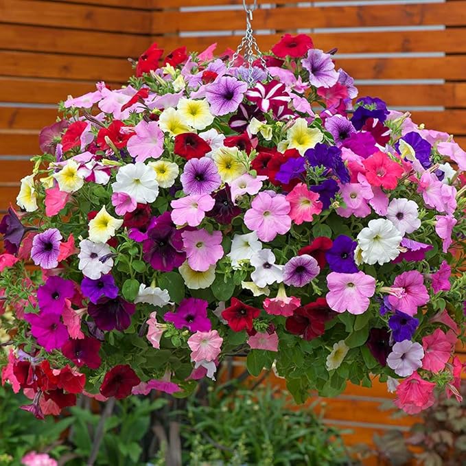 1000Pcs Petunia Flower Seeds Colourful Mix Flowers Seeds Easy to Grow Hanging Basket Flower for Planting & Growing Garden Home Garden Balcony