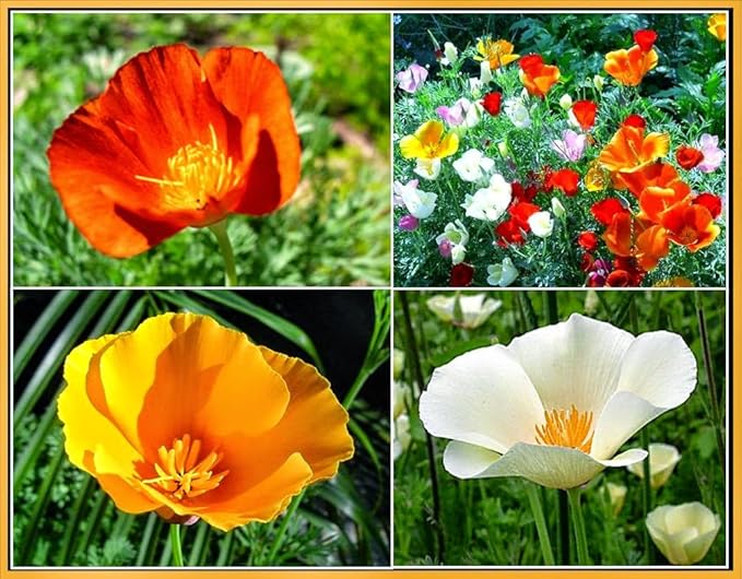KIRA SEEDS - Seeds California Poppy Mix - Eschscholzia californica - Perennial Flowers for Planting