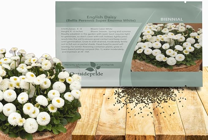 Outsidepride White Bellis English Daisy Seeds for Planting - 10000 Pcs Biennial, Self-Seeding, Compact Flower Seeds with Button-Like Blooms, Ideal for Container Arrangements, Beds & Garden Borders