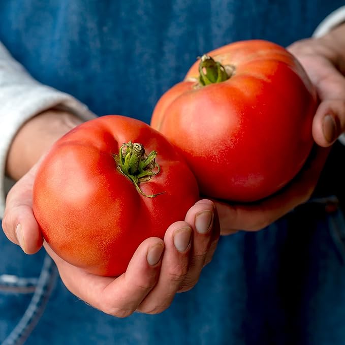 Burpee 'Steak Sandwich Hybrid' Tomato Seeds for Planting - Non-GMO, Indeterminate, Sandwich Slicer Tomato, Burpee Bred, 45mg Seed Packet for Home Garden