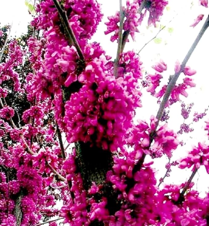 50 Japanese Cherry Blossom Seeds Rare Fast Hardy Flower Sakura Bonsai