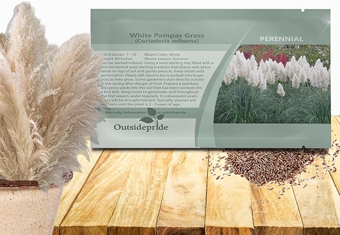 Outsidepride White Pampas Grass Seeds – 2,000 Pcs. Perennial, Drought-Tolerant Ornamental Grass for Large Garden Borders, Privacy Landscaping, Xeriscaping, and Low-Maintenance Outdoor Spaces