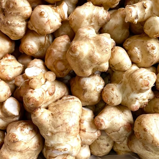 5 Jerusalem Artichoke Tubers, Sunchoke for Planting, Hardy Perennial Vegetable for Home Garden