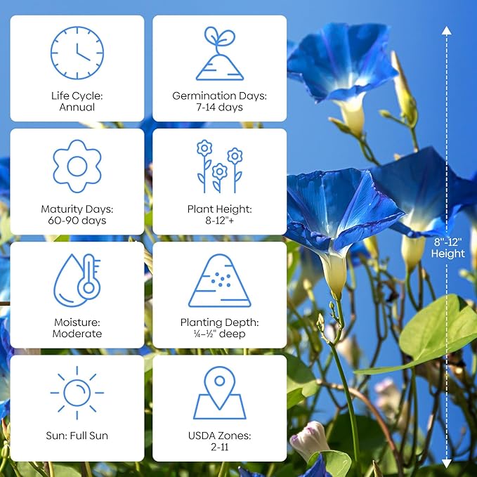 Morning Glory Seeds, Mix Color and Tall, Large Pack 1 Ounce Climbing Vine Flower Seeds Fast Growing for Planting Outdoors, Open Pollinated | Non-GMO | Heirloom | USDA 2-11