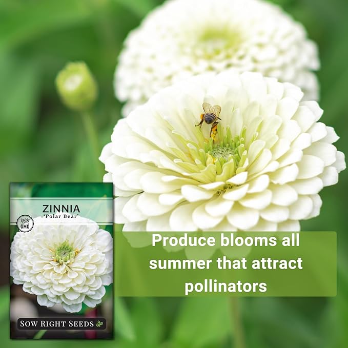 Sow Right Seeds - Zinnia Polar Bear Flower Seeds for Planting - Beautiful Flowers to Plant in Your Home Garden - Non-GMO Heirloom Packet - White Blooms Attract Pollinators - Cut and Come Again (1)