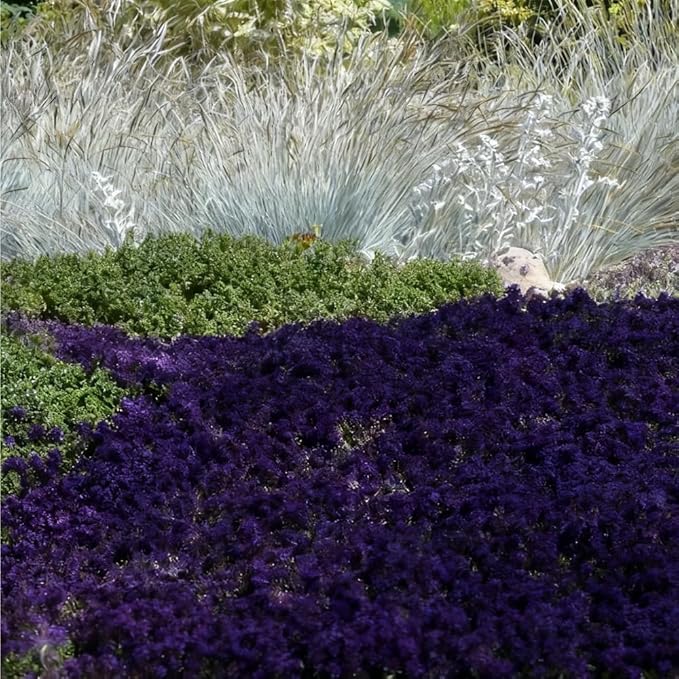 20000 Purple Creeping Thyme Seeds for Planting Outdoor,Creeping Phlox Ground Cover Seeds,Perennial Flower Seed Plant Non-GMO Heirloom Thyme Thymus Serpyllum Seed in Home