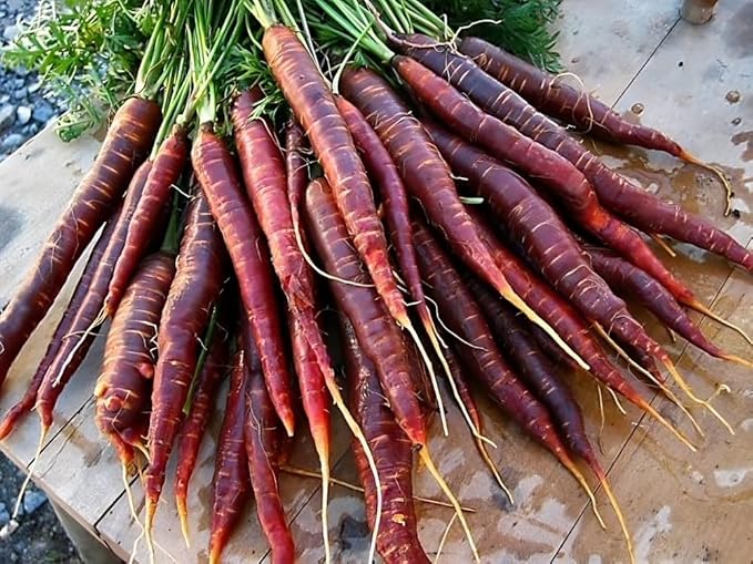 Carrot Cosmic Purple Great Heirloom Vegetable by Seed Kingdom 1/4 LB Seeds