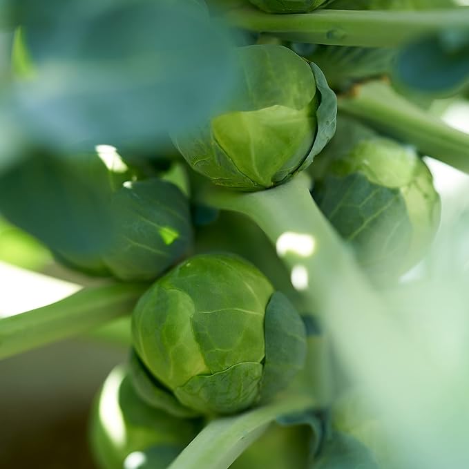 The Old Farmer's Almanac Heirloom Brussels Sprouts Seeds (Long Island Improved) - Approx 700 Seeds - Non-GMO, Open Pollinated, USA Origin