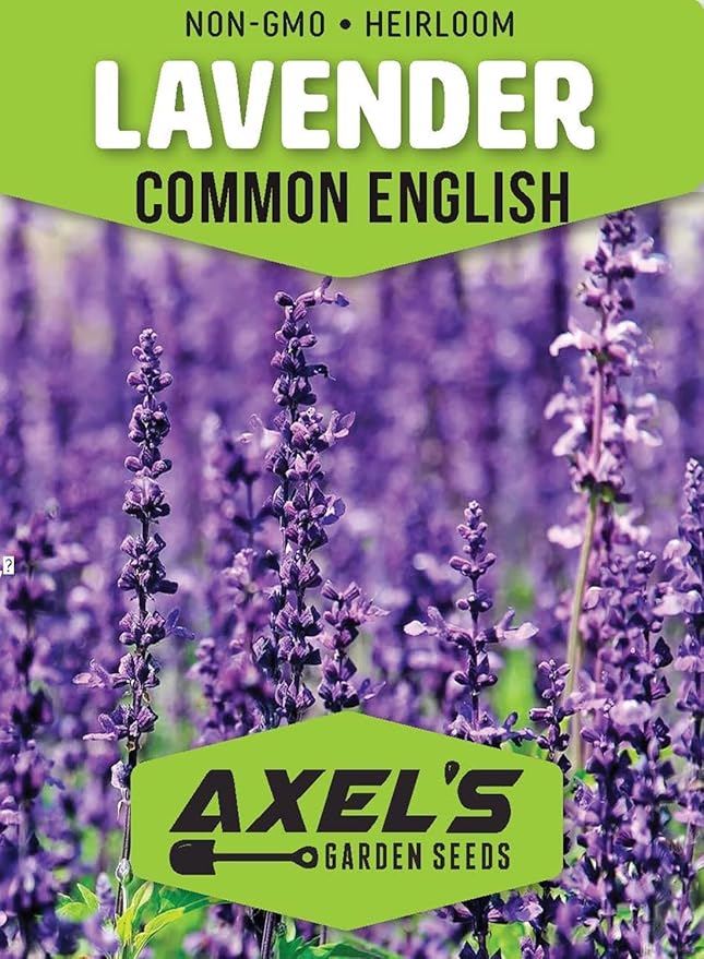 Common English Lavender Seeds for Planting Heirloom Non GMO Lavender – Plant & Grow English Lavender Seed Packets in Home Outdoor Herb Garden, Great Gardening Gift – 3 Packets
