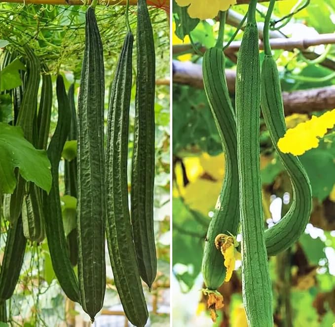 30+ Long Angled Luffa & Gourd Smooth Luffa Seeds Vegetable Fruit Seed Edible Tropical Vegetable Garden Asian Luffa