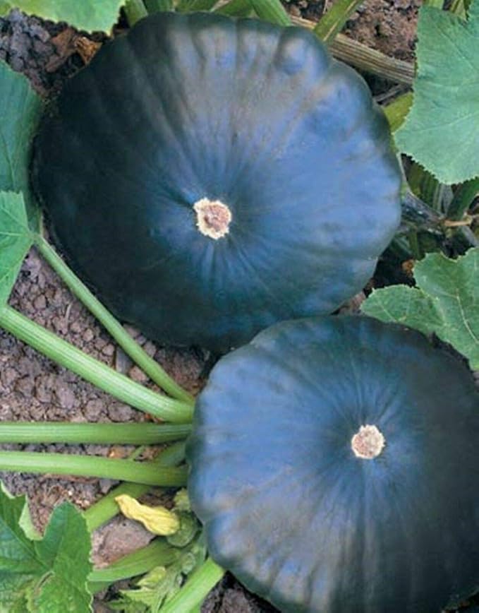 NIKA SEEDS - Seeds Vegetable Black Patty Pan Squash Scallop Zucchini - 5 Seeds