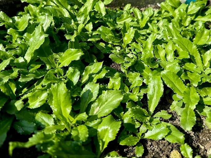 3500+ Culantro Seeds – Ngò GAI – Sawtooth Herb – Mexican Coriander – Long Coriander – Recao – Fitweed Seeds – Organic, Non-GMO, Heirloom– Made in USA, Vegetable for Yard & Garden Planting
