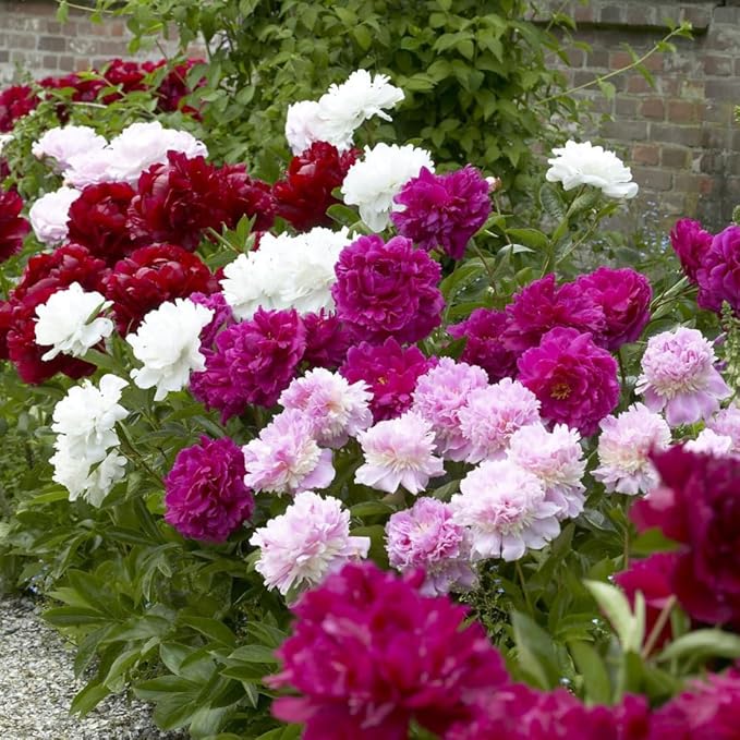 98 Mixed Peony Seeds for Planting - Colorful Perennial Flower Seeds, Heirloom Non-GMO Variety for Home Garden & Flower Beds - Stunning Ruffled Double Blooms, Attracts Bees and Pollinator