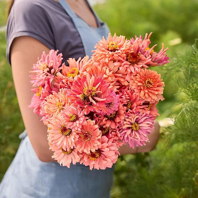 Eden Brothers Zinnia Seeds - Senorita, Non-GMO Seeds for Planting, 1 oz | Low-Maintenance Flower Seeds, Plant During Spring, Zones 3, 4, 5, 6, 7, 8, 9, 10