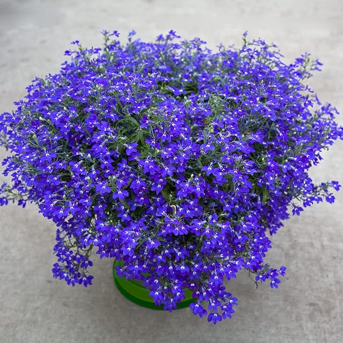Seeds Lobelia Blue Сascade Cardinal Annual Flowers for Planting 1000 Seeds
