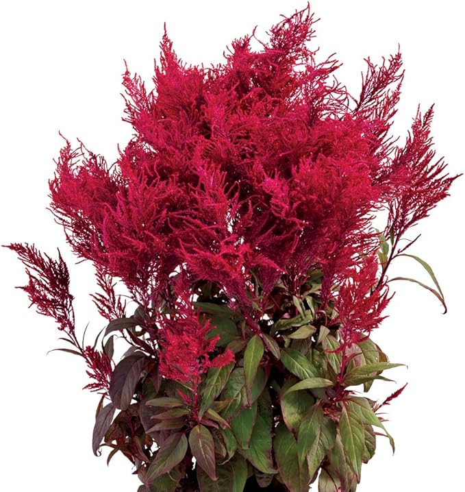 Park Seed Celosia Flower Plant Seeds, Easy to Grow, Perfect for Spring Garden, Dragon's Breath, Pack of 10