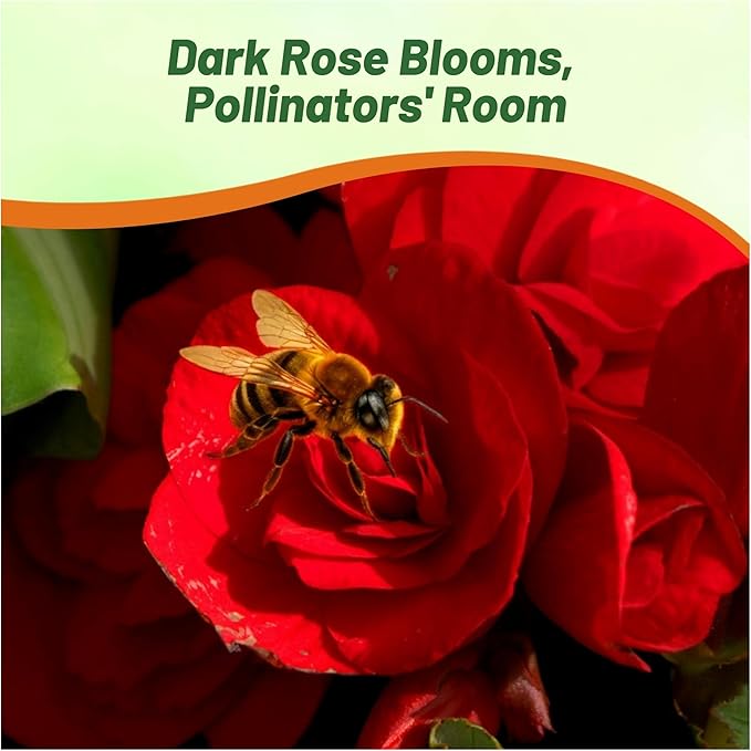 Outsidepride Dark Red Limitless Begonia Seeds for Planting - 25 Pcs Perennial Flower Seeds with Large Blooms, Arching & Pendulous Growth Habit, for Containers, Hanging Baskets, or Landscape Plantings