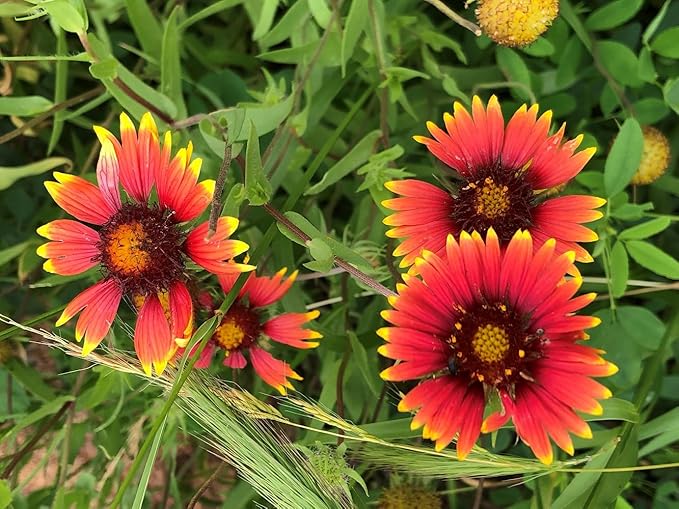 1000 Heirloom Indian Blanket Flower Seeds for Planting 2 Grams of Seeds Gaillardia Pulchella USA Harvested pollinator bee Butterfly